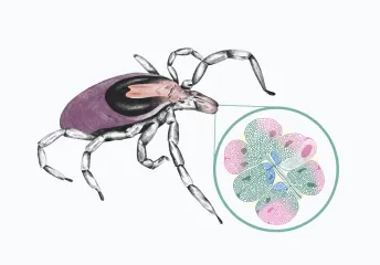 Tick Image
